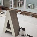 츄냥이 하우스 이미지