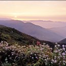 고요 Daum카페