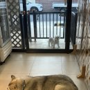 하이보리 이미지