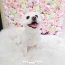 꼬꼬마 강아지 | 부천강아지미용 꼬꼬마강아지 애견샵 방문 밀크 미용했어요