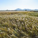 순천만 갈대밭 이미지