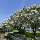 롯데마트 이팝나무 이미지