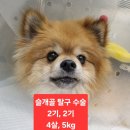 로로동물의료센터 이미지