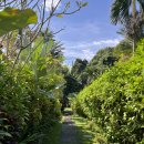 더화이트뷰(The white view) | 우붓 시내 숙소 더 화이트 빌라 우붓(The White Villas Ubud) 테라스 스윗 후기