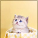 부산고양이분양 퍼스트캣 부산점 이미지