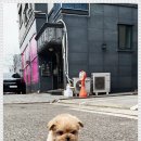 베이비몽 강아지분양 인천청라점 이미지