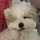 온블리살롱 | [온블리살롱] 노원 도봉 애견 미용 후기