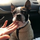 어스펫(US-pet) | 제발 강아지 피부병에 헛돈 쓰지 마세요(3개월 완치 방법)