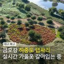 금호강1 | 금호강 하중도 댑싸리 개화 상황 대구 가을 피크닉 하기 좋은 곳