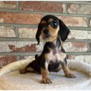 마루마리 이미지