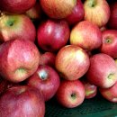 약돌농장 이미지