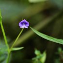 진땅고추풀외 습지식물들 이미지