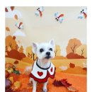 까까보개 이미지