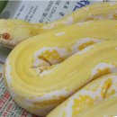 꼴통집 이미지