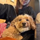 피식 이미지