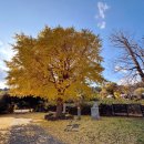천주교 순례길 - 하논성당길 | 제주 천주교 순례길/서귀포 하논성당길 10.6km/하논 성당 터 은행나무