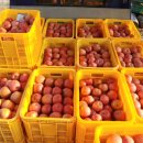 오봉농원 이미지