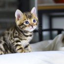 뱅갈냥이 이미지