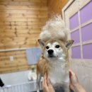 이츠펫 살롱 이미지