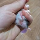 한성동물병원 | 4월 16일 한성동물병원 후기