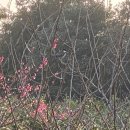참새민박 네이버블로그