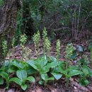 백운계곡둘레길 이미지