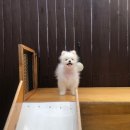 서른살나의펫2 이미지