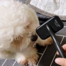 댕편한세상 | 비숑 슬리커 추천 실버라인 블랙라벨 노스트레스 슬리커