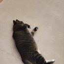 편하개 놀다가냥 이미지