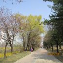 벚나무길 이미지