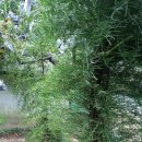 천문동 농장 이미지