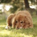 강아지 꼬야 이미지