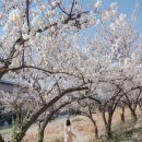 용답꽃공원 | 후지리뷰어]후지필름 GFX100S II 체험단 리뷰 ④용답매화거리 맑은 날 인풍,사진영상