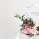 라비앙도그 이미지