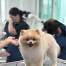 개인정애견샵 이미지