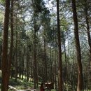 편백산림욕장 진입로 이미지