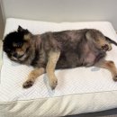 더윌 | 강아지쿨매트 추천 더위 많이 타는 강아지방석 후기