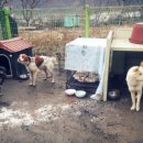 아지사랑 이미지