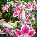 나리농장 이미지