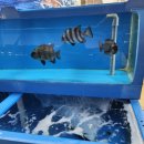 안양-안양-안양-504 | [경기 안양]안양물회 우리수산산오징어 인덕원횟집 안양횟집 도다리회 맛집 후기