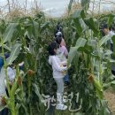 한국시민기자협회