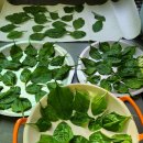 자가농장 이미지