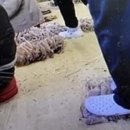 영덕신발 이미지