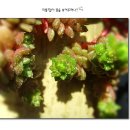 명월이