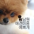 개 이쁜 애견미용샵 이미지