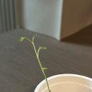 신돌고래 이미지