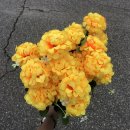 경춘매점 이미지