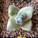 산수정원 Daum카페