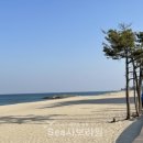 바다소나무 이미지