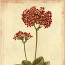 보테니컬 일러스트 이미지